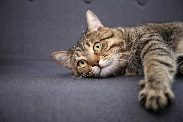 Roztomilý Kočka Odpočívá Gauči Doma — Stock fotografie