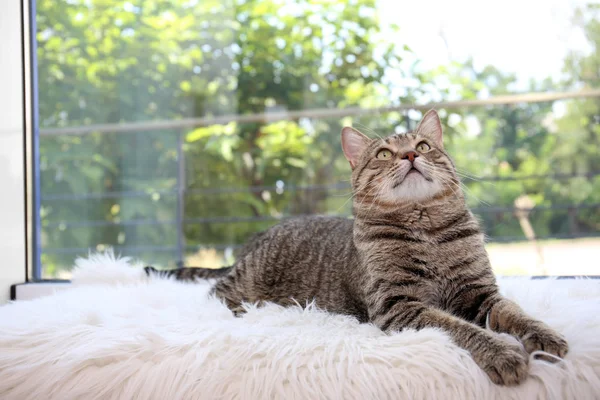 かわいい猫のファジィ毛布自宅で休んで — ストック写真