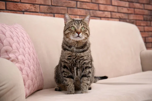 Söpö Kissa Istuu Sohvalla Kotona — kuvapankkivalokuva