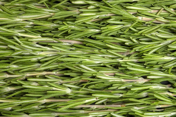 Fresh Rosemary Twigs Background Stock Picture