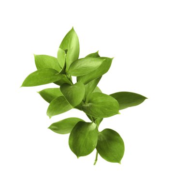 Beyaz arka plan üzerinde taze yeşil Ruscus yaprakları ile şube