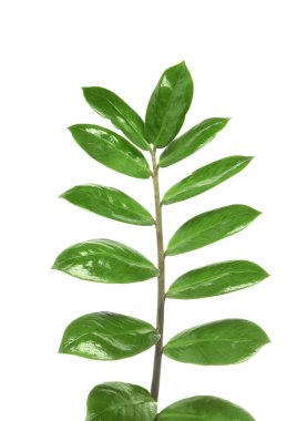 Dal taze yeşil Zamioculcas zamiifolia ile beyaz arka plan üzerinde bırakır