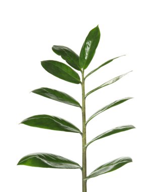 Dal taze yeşil Zamioculcas zamiifolia ile beyaz arka plan üzerinde bırakır