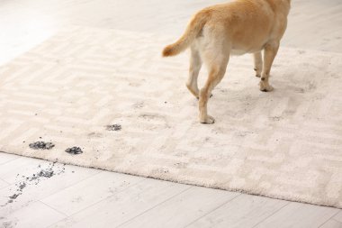 Sevimli köpek çamurlu pati izlerini halı üzerinde bırakarak