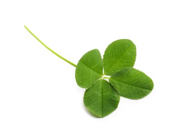 Green four-leaf clover on white background clipart