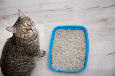 Sevimli kedi çöp tepsi kapalı yakınındaki. Evde beslenen hayvan kaygı