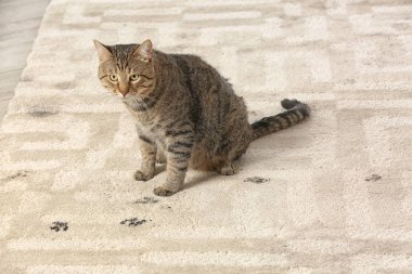 Şirin kedi çamurlu pençe bırakarak halı üzerinde yazdırır