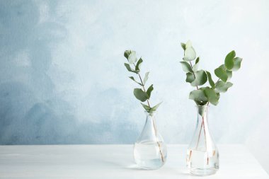 Okaliptüs dalları tablo vazo içinde taze yaprakları ile