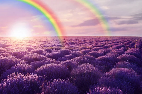 Schöne Aussicht Auf Landschaft Mit Regenbogen Und Lavendelfeld — Stockfoto