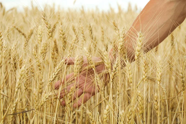 Агроном Зерновом Поле Крупным Планом Зерноводство — стоковое фото