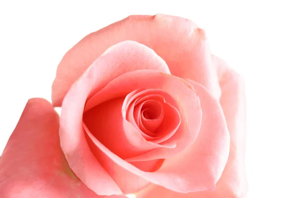 Hermosa Flor Rosa Sobre Fondo Blanco — Foto de Stock