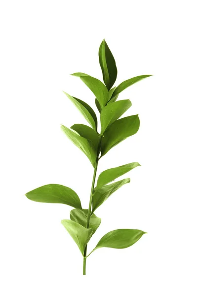 Ветка Свежими Зелеными Листьями Ruscus Белом Фоне — стоковое фото
