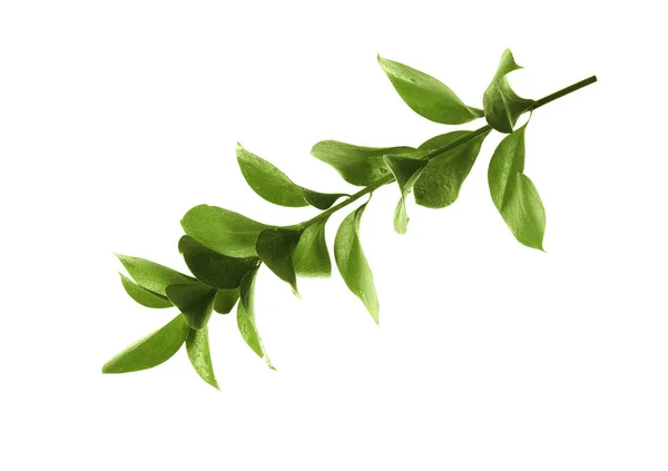 Větev Čerstvé Zelené Listy Ruscus Bílém Pozadí — Stock fotografie
