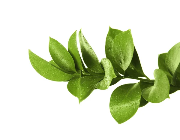 Gren Med Färska Gröna Ruscus Blad Vit Bakgrund — Stockfoto