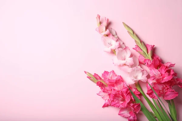 Flat Lay Composition Beautiful Gladiolus Flowers Color Background — Stock Photo, Image