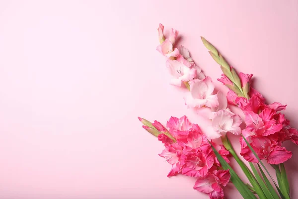 Composição Leigos Plana Com Belas Flores Gladíolo Fundo Cor — Fotografia de Stock