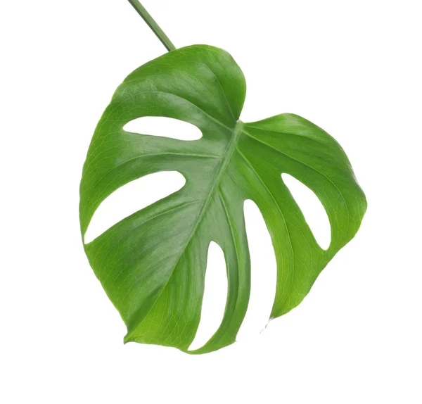 绿色龟背竹叶子在白色背景 热带植物 — 图库照片