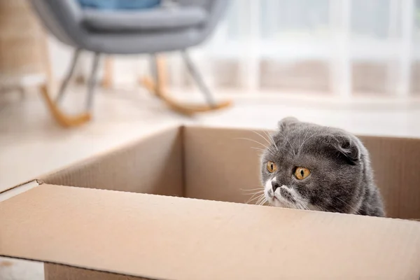 Gato Bonito Brincando Com Caixa Papelão Casa — Fotografia de Stock