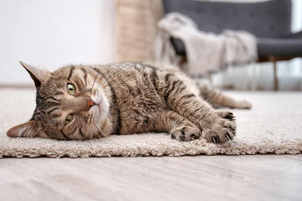 Gato Bonito Descansando Tapete Casa — Fotografia de Stock