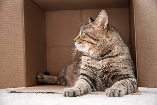 Gato Bonito Descansando Depois Brincar Com Caixa Papelão Casa — Fotografia de Stock
