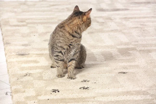 泥だらけの足を残してかわいい猫プリント カーペットの上 — ストック写真