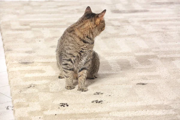 Chat Mignon Laissant Des Empreintes Pattes Boueuses Sur Tapis — Photo