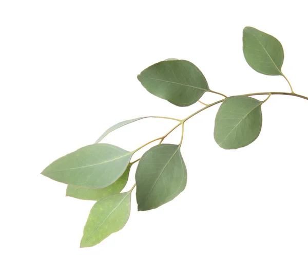 Eukaliptusa Gałąź Świeżych Zielonych Liści Białym Tle — Zdjęcie stockowe