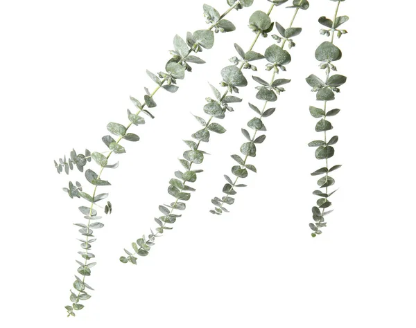 Ευκάλυπτος Κλαδιά Φρέσκα Πράσινα Φύλλα Λευκό Φόντο — Φωτογραφία Αρχείου
