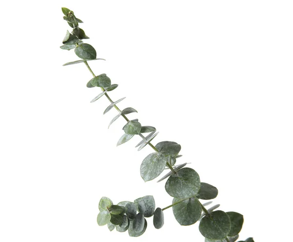 Eucalyptus Branch Fresh Green Leaves White Background — Stock Photo, Image