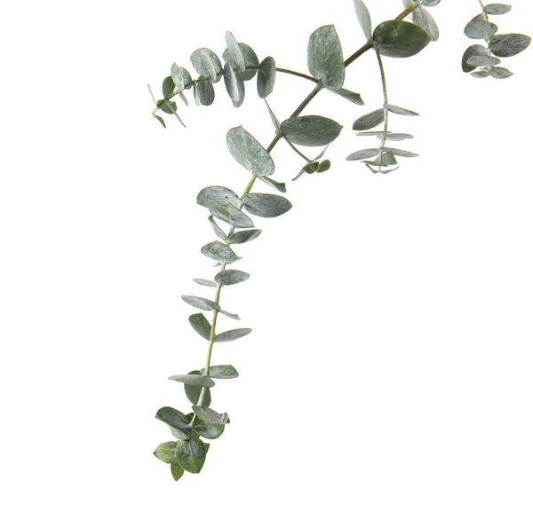 Ramo Eucalipto Com Folhas Verdes Frescas Sobre Fundo Branco — Fotografia de Stock