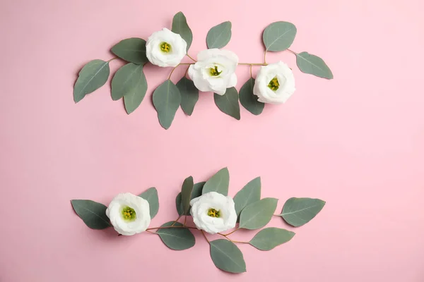 Eucalyptus Grenar Med Färska Gröna Blad Och Blommor Färgbakgrund Lägenheten — Stockfoto