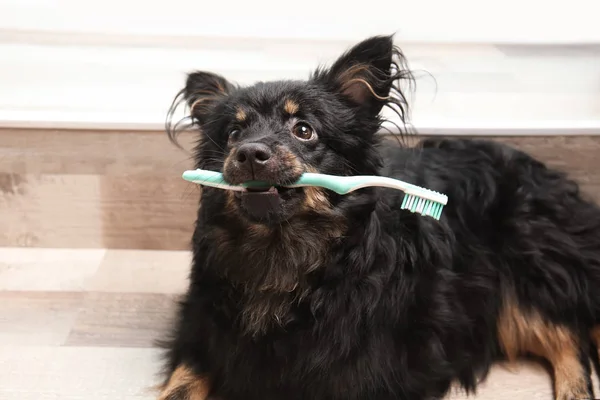 Long haired dog holding toothbrush at home