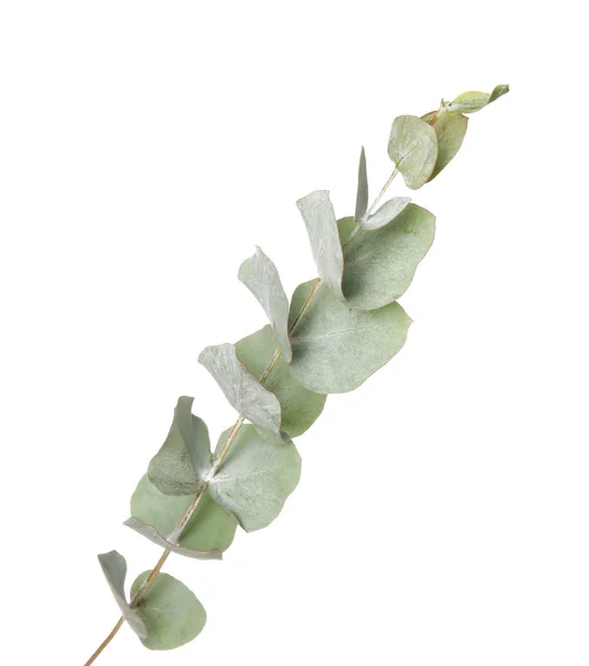 Eucalyptus branch with fresh leaves on white background