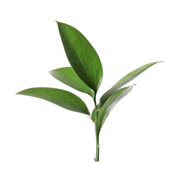 Ruscus Branch Fresh Green Leaves White Background — Stock Photo, Image