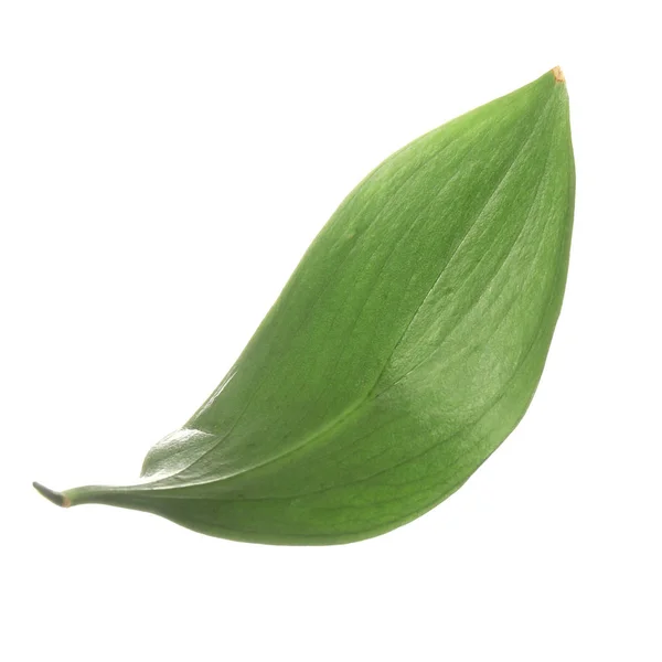 Frisches Grünes Zwiebelblatt Auf Weißem Hintergrund — Stockfoto