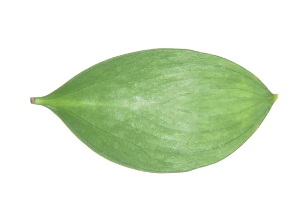 Frisches Grünes Zwiebelblatt Auf Weißem Hintergrund — Stockfoto