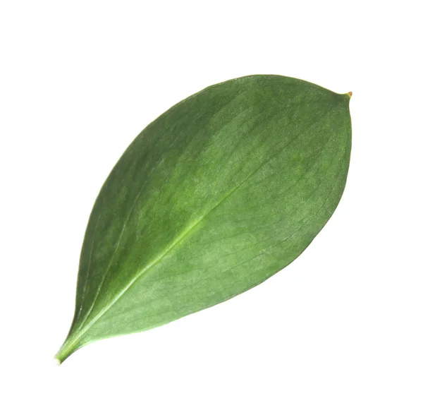 Φρέσκα Πράσινα Φύλλα Ρούσκο Λευκό Φόντο — Φωτογραφία Αρχείου