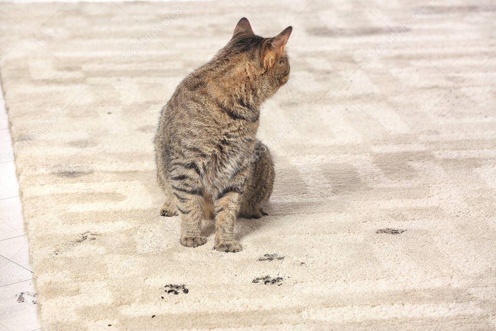 Cute cat leaving muddy paw prints on carpet