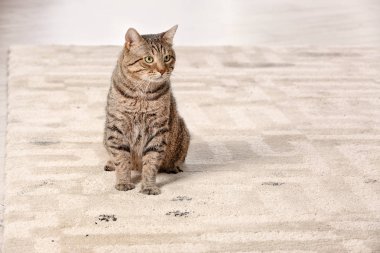 Şirin kedi çamurlu pençe bırakarak halı üzerinde yazdırır