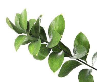 Beyaz arka plan üzerinde Ruscus dal taze yeşil yaprakları