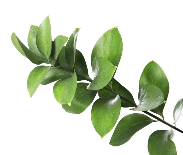 Ruscus Gren Med Färska Gröna Blad Vit Bakgrund — Stockfoto