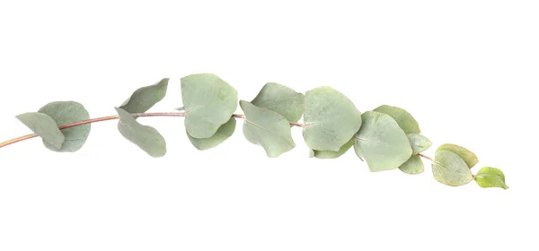 Eucalyptus Gren Med Färska Blad Vit Bakgrund — Stockfoto