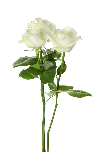 Beautiful Fresh Roses White Background Funeral Symbol — Stock Photo, Image