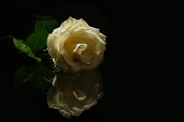 Rosa Branca Bonita Fundo Preto Símbolo Funerário — Fotografia de Stock