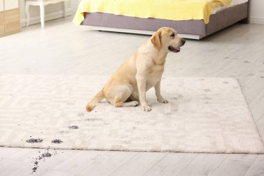 Sevimli köpek çamurlu pati izlerini halı üzerinde bırakarak