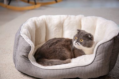 Şirin kedi evde beslenen hayvan yatak üzerinde evde istirahat