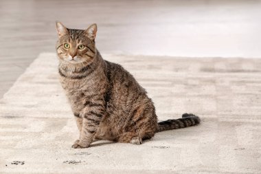 Şirin kedi çamurlu pençe bırakarak halı üzerinde yazdırır