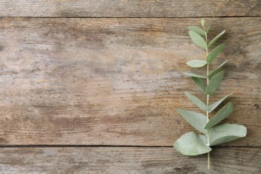 Taze Okaliptüs yaprakları ve tasarım ahşap arka plan üzerinde alan düz yatıyordu kompozisyonu