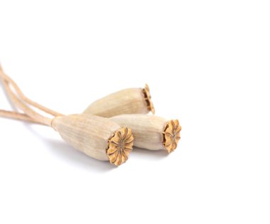 Haşhaş tohumu beyaz arka plan üzerinde bașlıkları Kuru