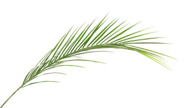 Beyaz arka plan üzerinde taze tropikal hurma yaprağı